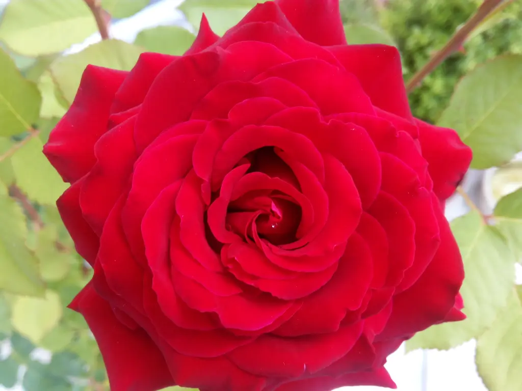 Condolence image of Rosen zum Geburtstag