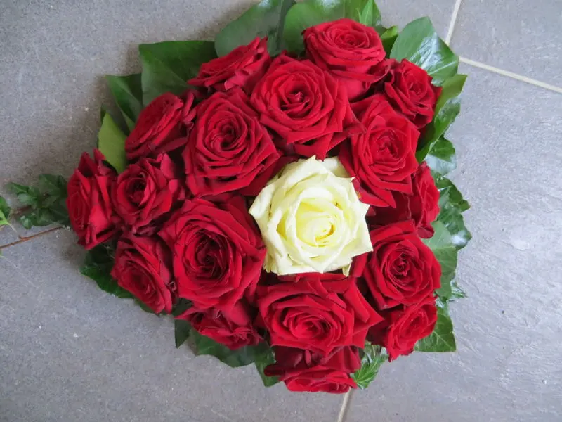 Condolence image of Uschi mit Seelenfreunden Shiva, Jojo und Merlin