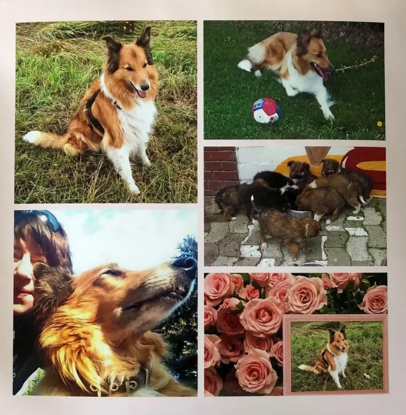 Condolence image of Rosen für die zauberhafte Merle