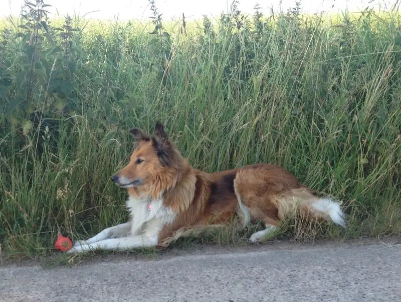 Condolence image of für Schatzmaus