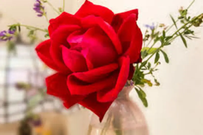 Condolence image of Brigitte mit Nelly, Benny und Axel im Herzen