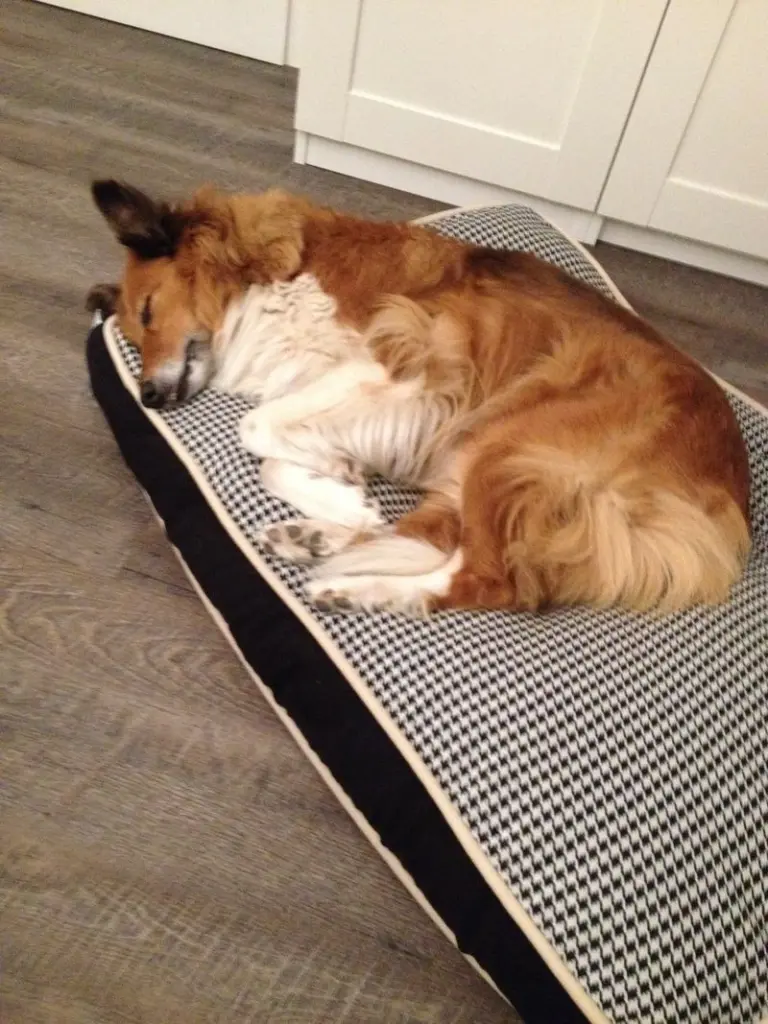 Condolence image of für Schatzmaus