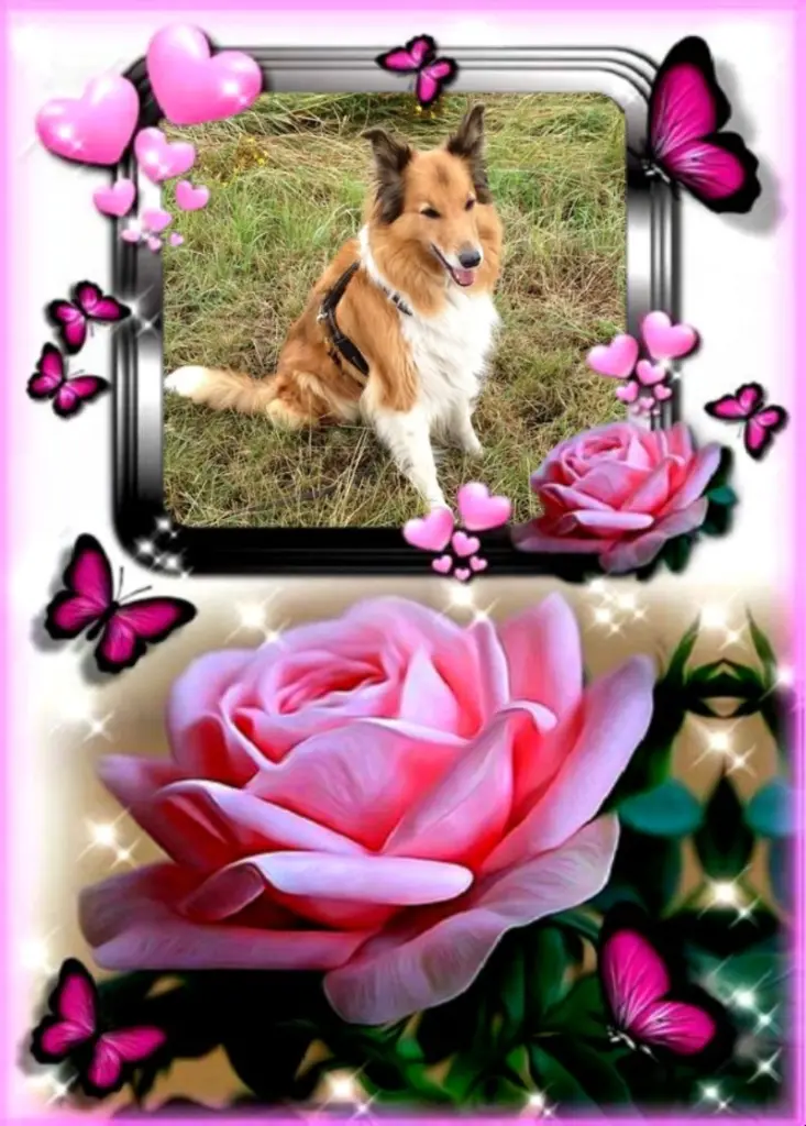 Condolence image of Gute Nacht❤️❤️❤️