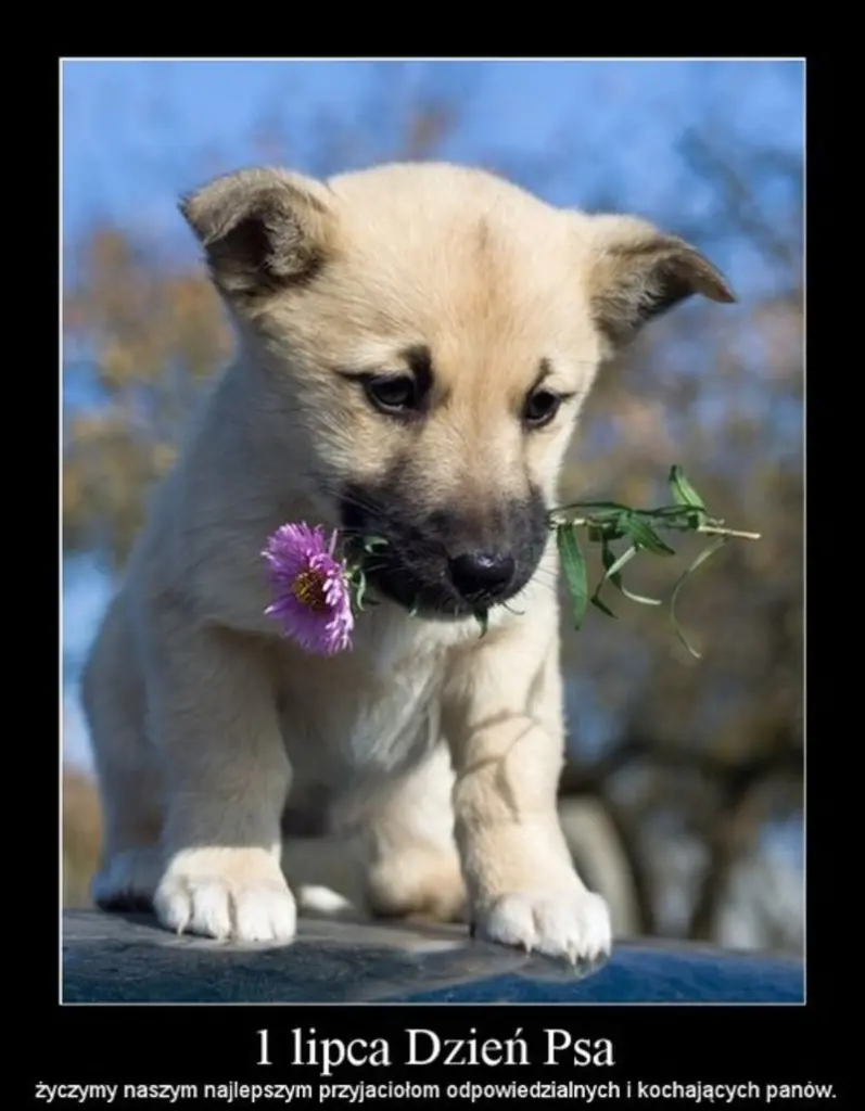 Condolence image of 1.07. Hundchen❤️❤️Tag❤️