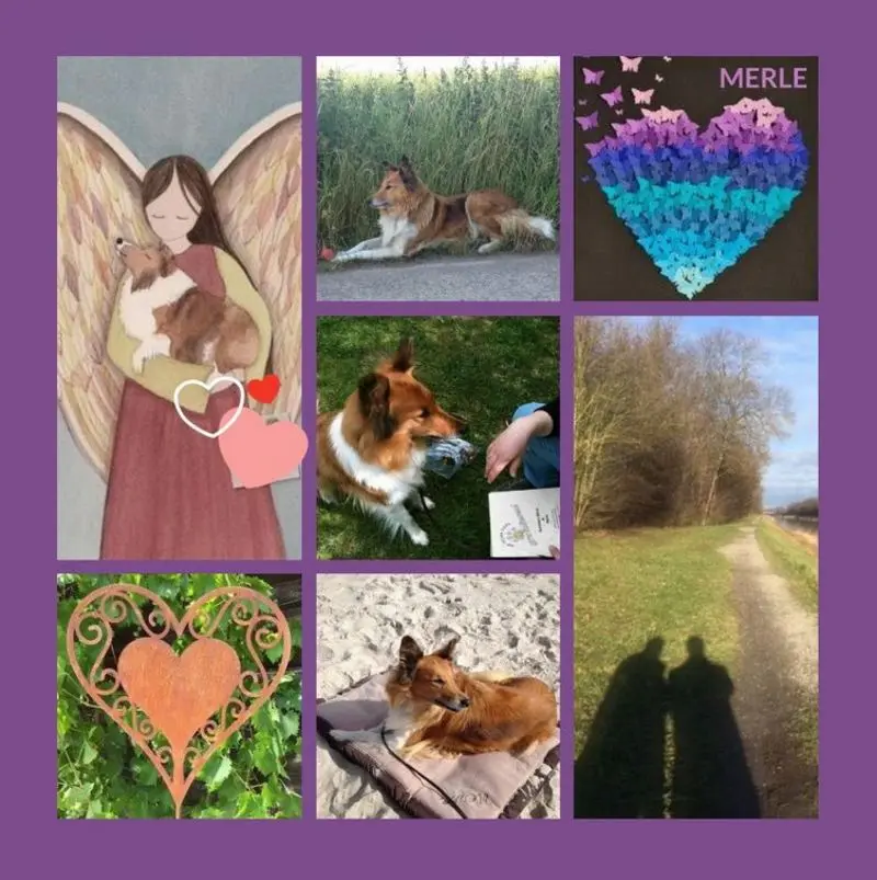 Condolence image of Für Merle zum 4. Sternchentag