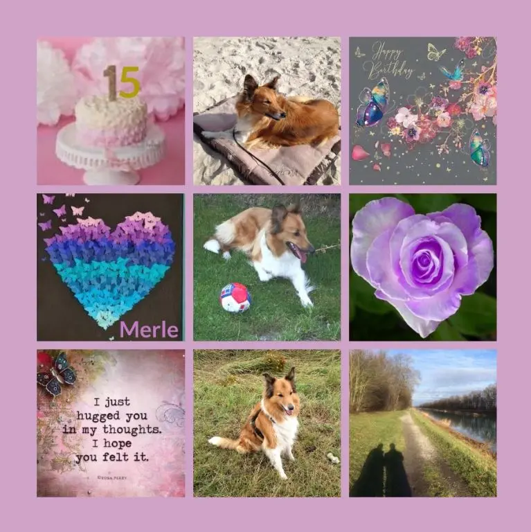 Condolence image of 15 Rosensträuße für Merle