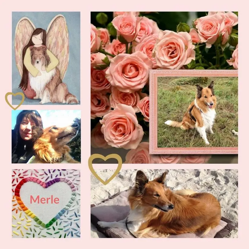 Condolence image of Für Merle zum 5. Sternchentag