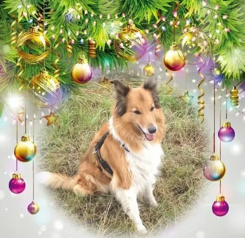 Condolence image of Frohe❤❤❤Weihnachten❤❤❤