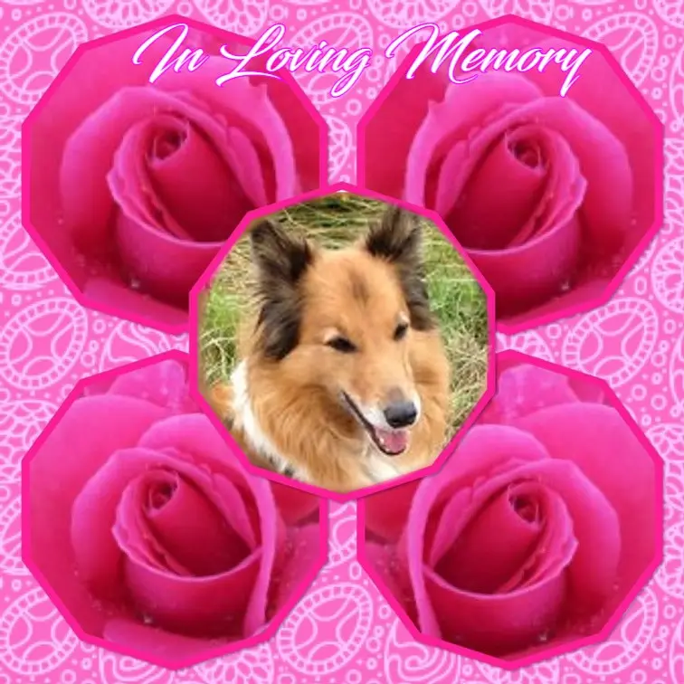 Condolence image of 6. Sternchen❤️Gedenktag❤️