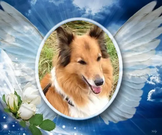 Condolence image of 6. Sternchen❤️Gedenktag❤️