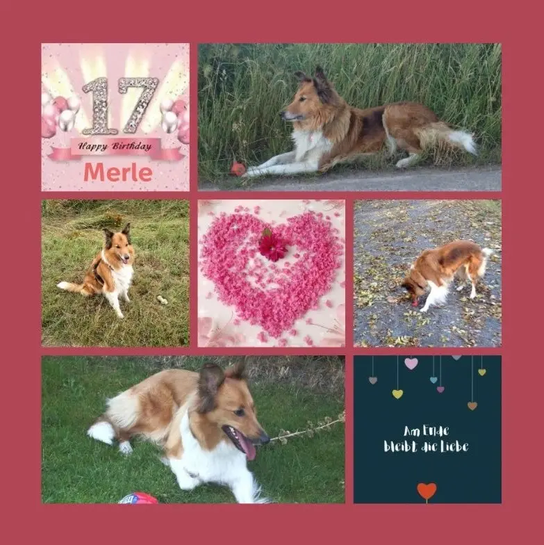 Condolence image of 17. Geburtstagssträuße für Merle