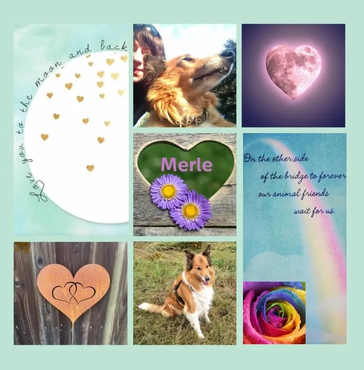 Condolence image of Rosen für Merle zum 7. Sternchengeburtstag