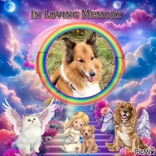 Condolence image of 7. Sternchen⭐️Gedenktag❤️❤️❤️❤️❤️❤️❤️