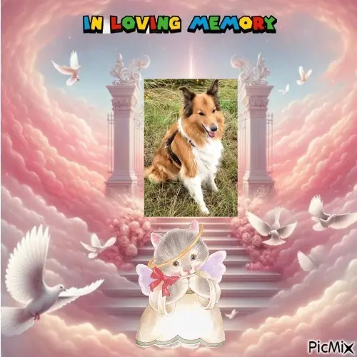 Condolence image of 7. Sternchen⭐️Gedenktag❤️❤️❤️❤️❤️❤️❤️