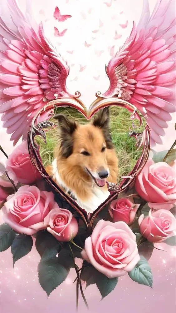 Condolence image of ❤️❤️❤️❤️❤️❤️❤️❤️❤️❤️❤️❤️