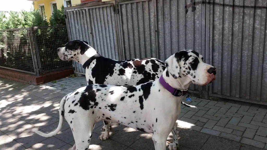 Condolence image of Daniela u SNIPER