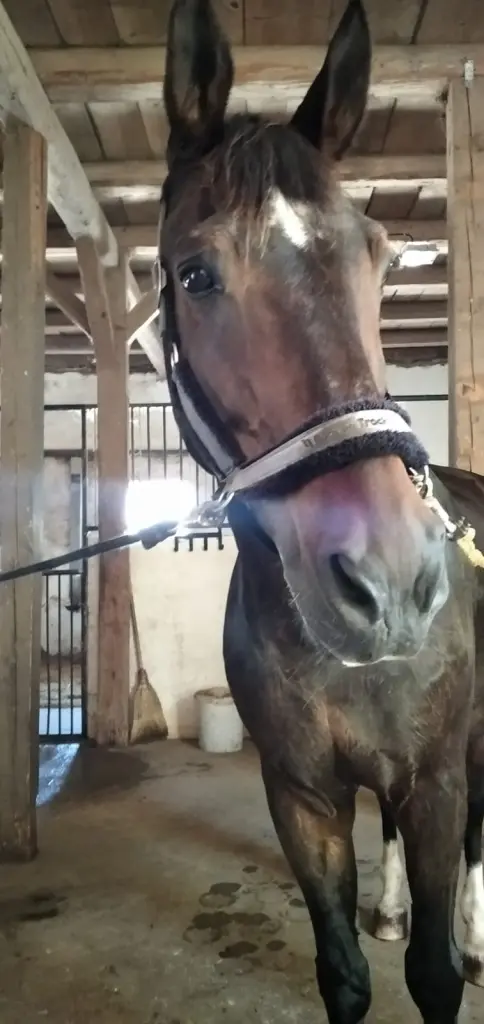 Andachtsbild von Erika Cremer