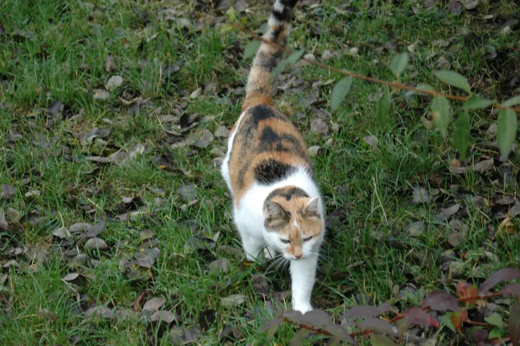 Condolence image of Sabine mit Mimmi im Herzen