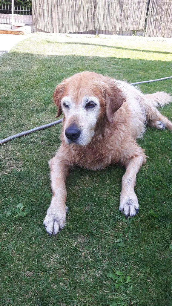 Condolence image of Micha mit Cäsar im Herzen