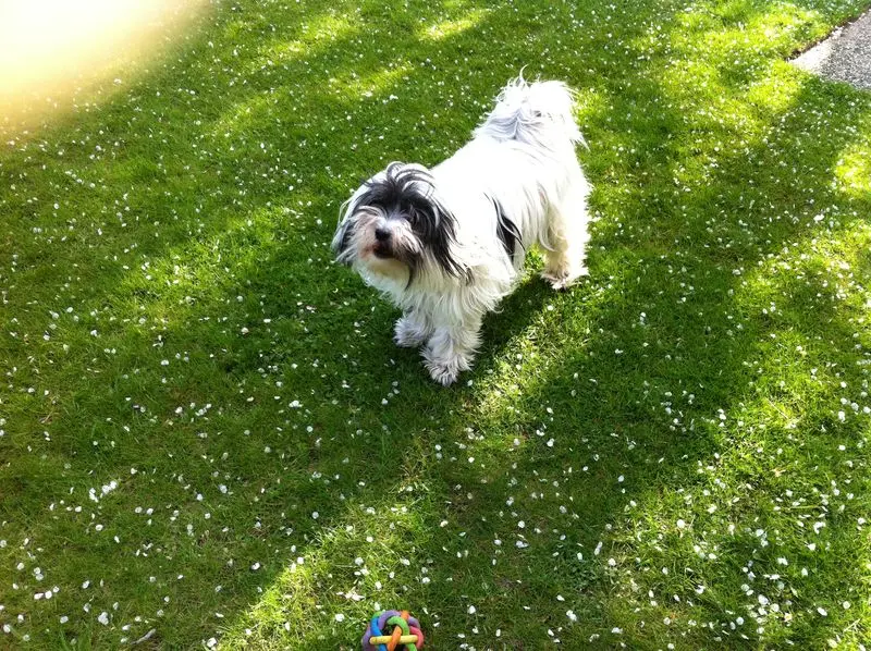 Condolence image of Doris mit Lizzy im Herzen