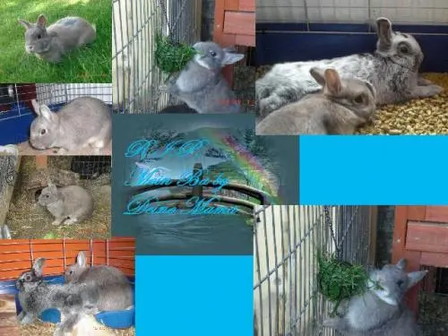 Image from Mausi-Misaki-Tenshi