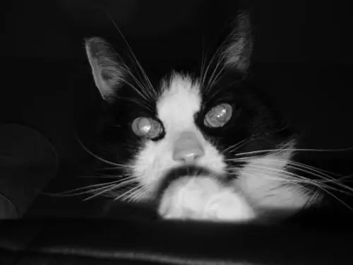 Image from Meine große Liebe/ süße