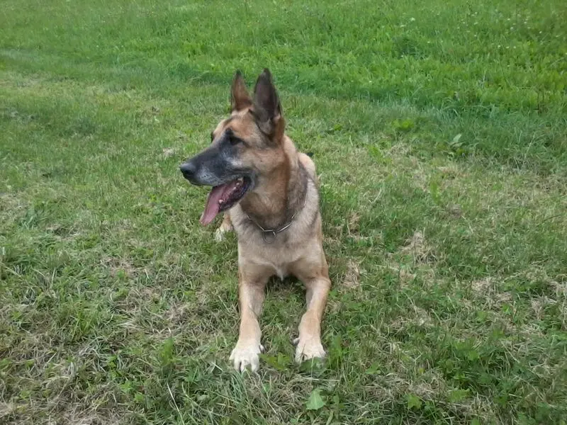 Condolence image of Claudia m. TARA im Herzen