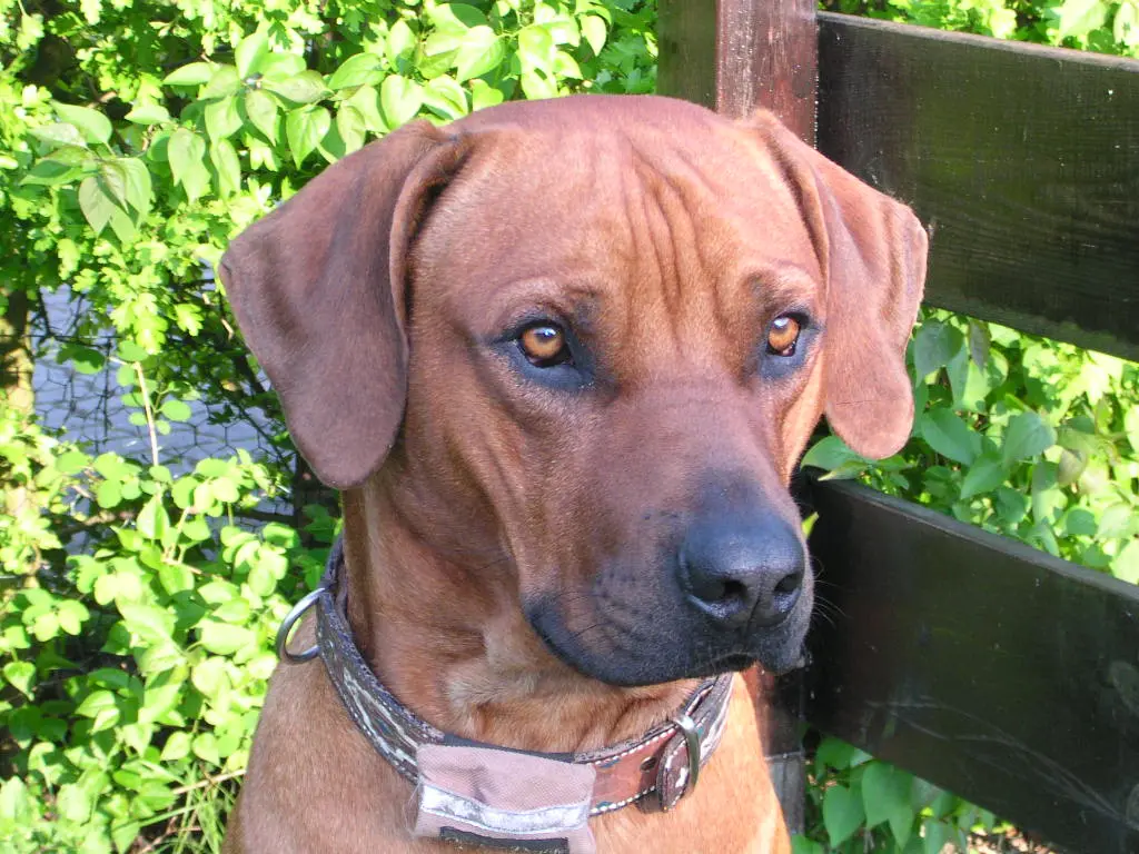 Condolence image of Britta