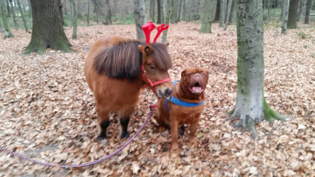 Condolence image of Sabine Kokoschka