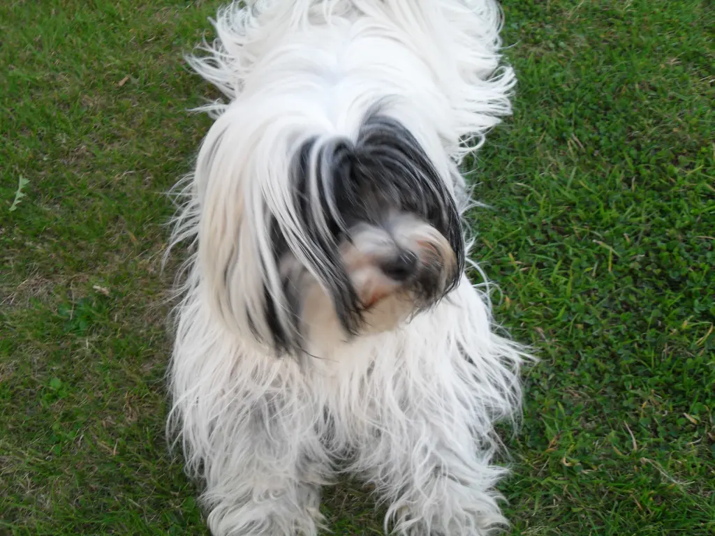 Condolence image of Doris mit Lizzy im Herzen