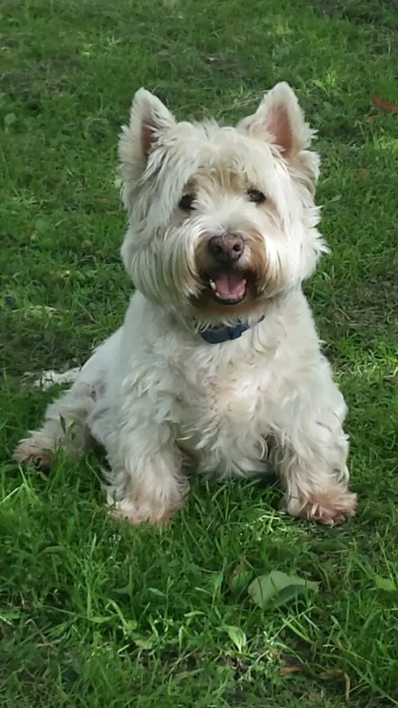 Condolence image of Bärbel mit Bruce