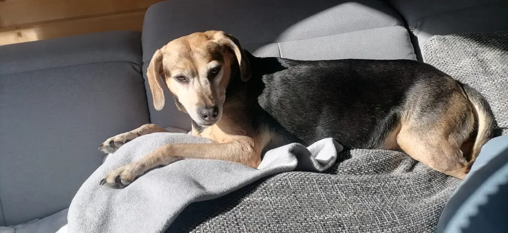 Condolence image of Anke mit Maddy