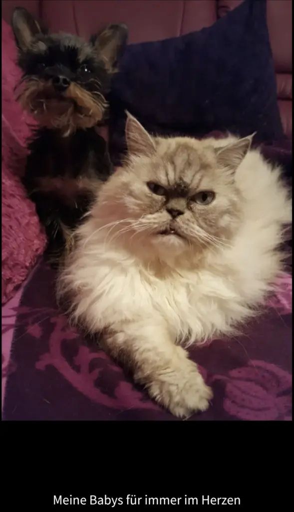 Condolence image of Susanne mit Teddy und Gucci tief im ❤️