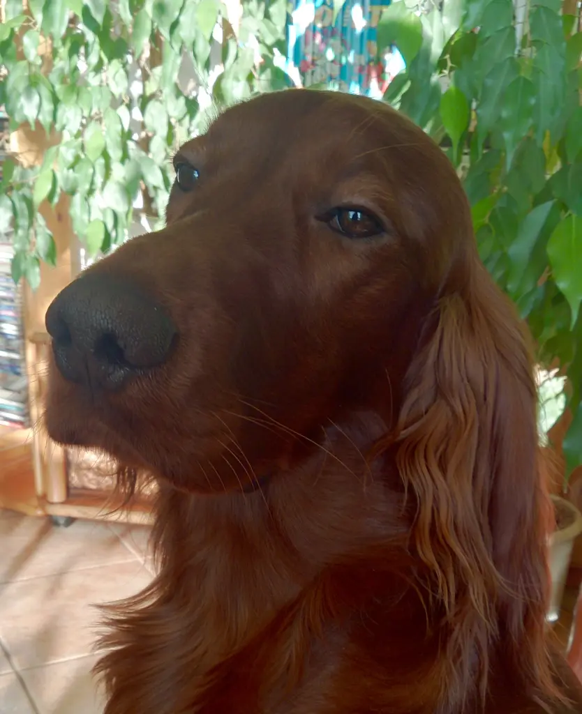 Andachtsbild von Sabine mit Joschi im Herzen