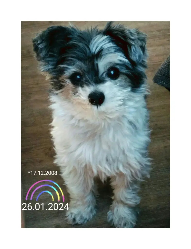 Andachtsbild von Claudia