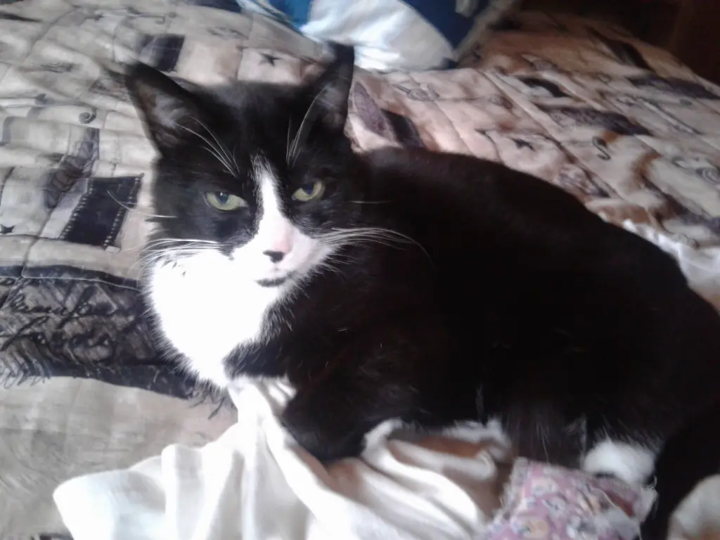 Andachtsbild von Martina