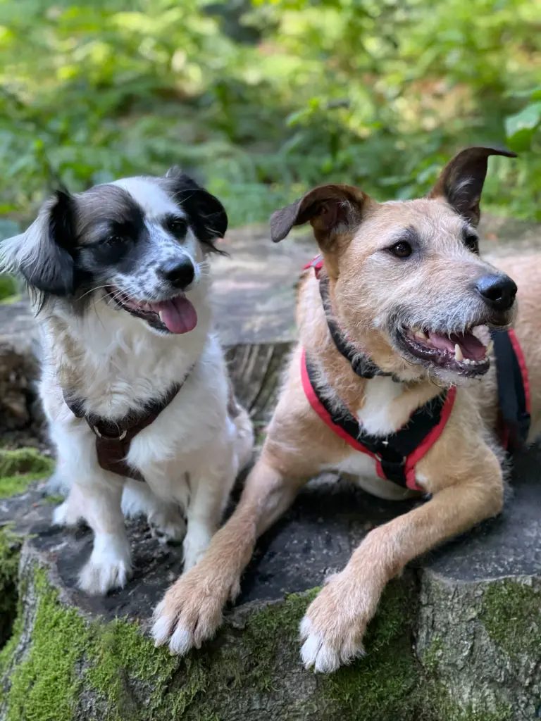 Andachtsbild von Mark Wills