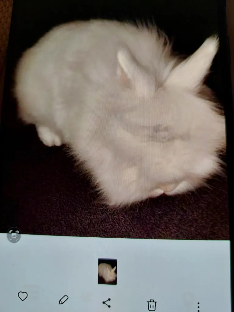 Bild von Snowy