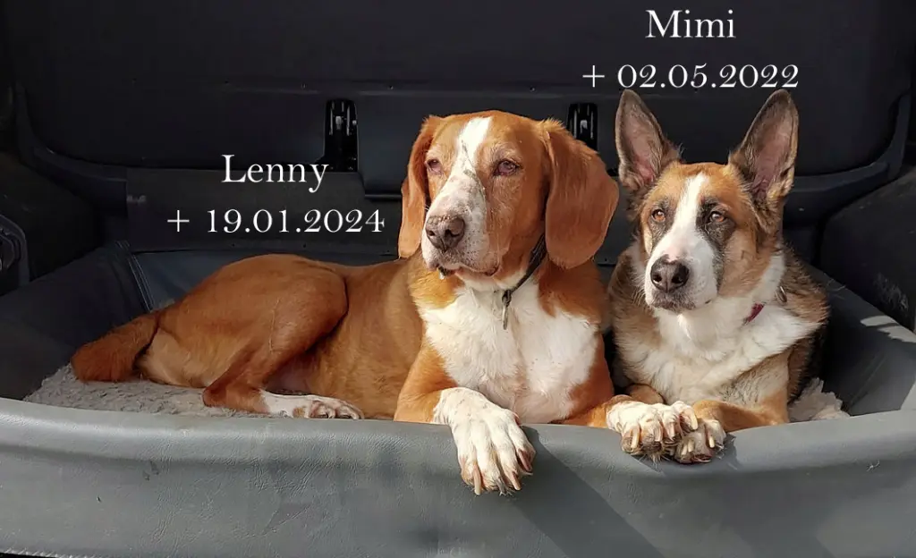 Bild von Lenny