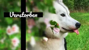 Bild von Kylar Stern
