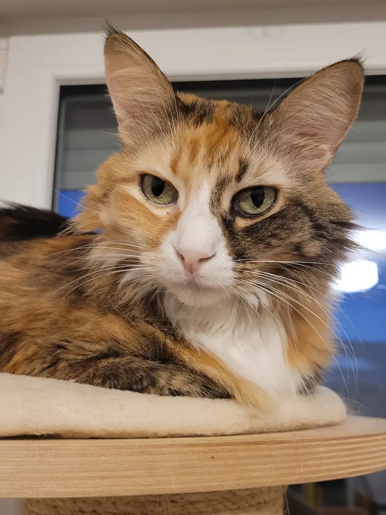 Andachtsbild von Hanne mit Kony im Herzen