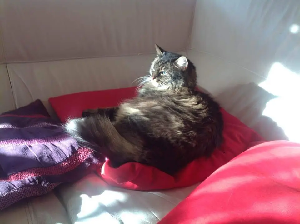 Andachtsbild von Nicole mit Roxy 