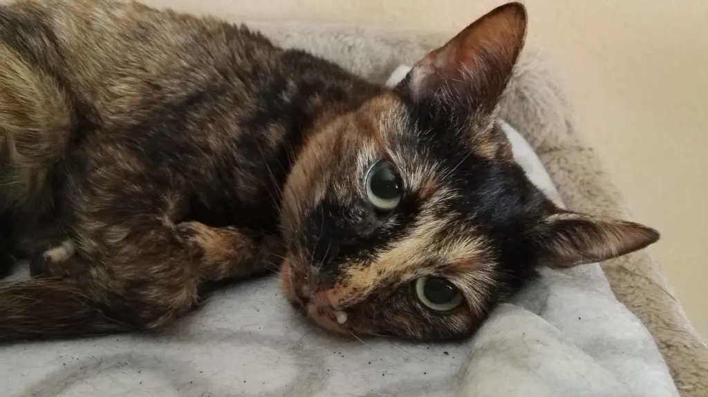 Image from Donna-Dorle