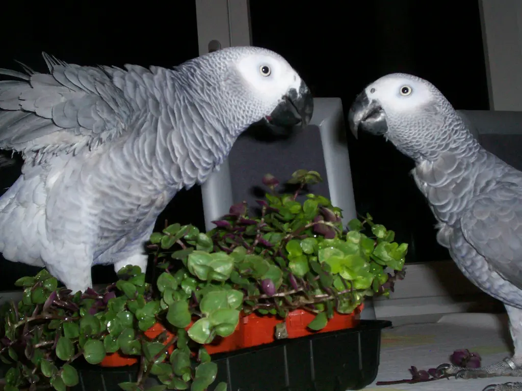 Condolence image of Alexandra mit Ginus