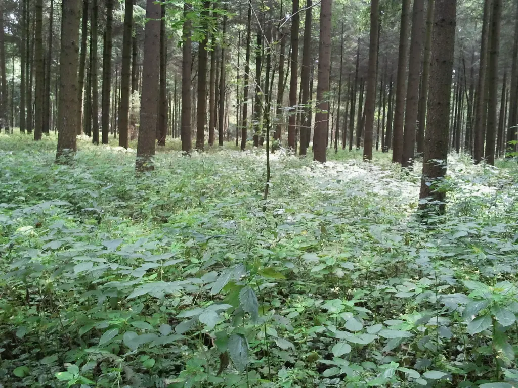 Condolence image of Deine Familie