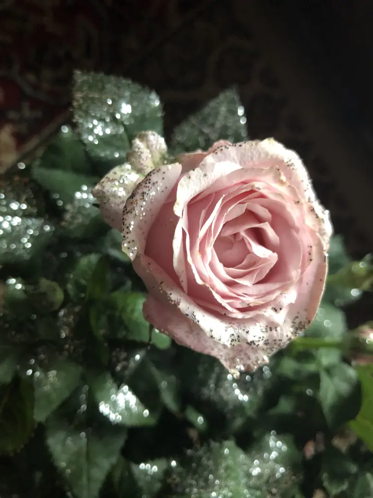 Condolence image of Deine Familie