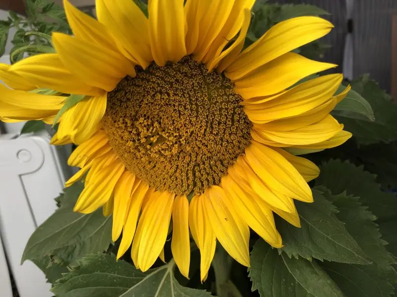 Condolence image of Deine Familie