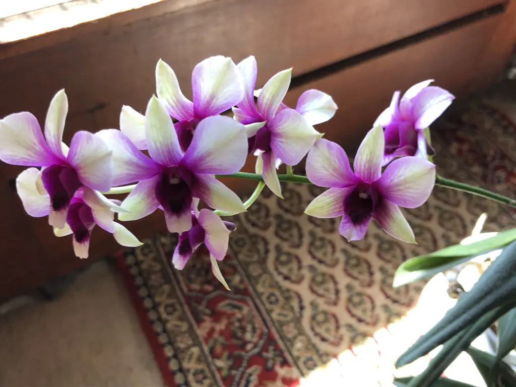 Condolence image of Deine Familie