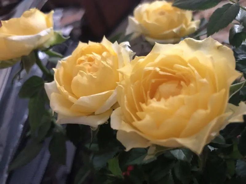 Condolence image of Deine Familie