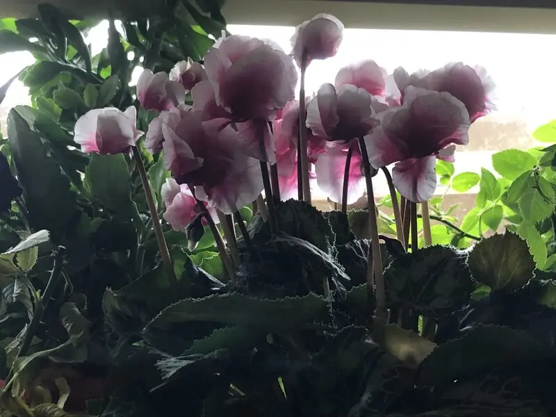 Condolence image of Deine Familie